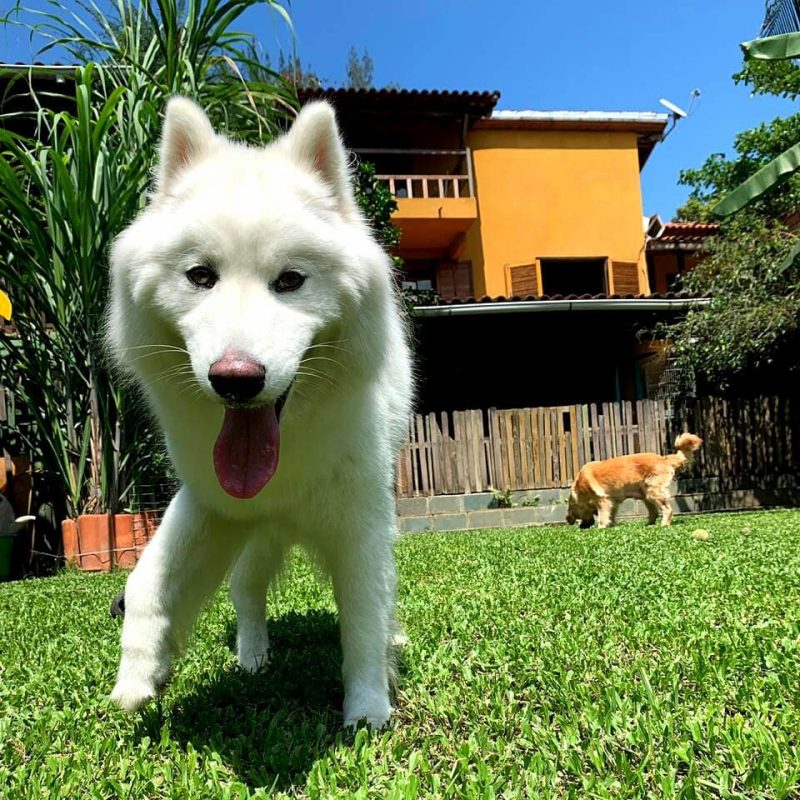 Paraiso pet hotel
